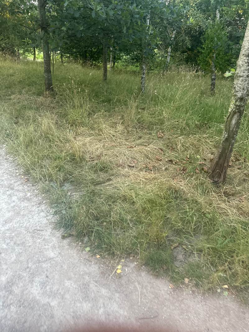 walking near me in Lakeside Park in summer