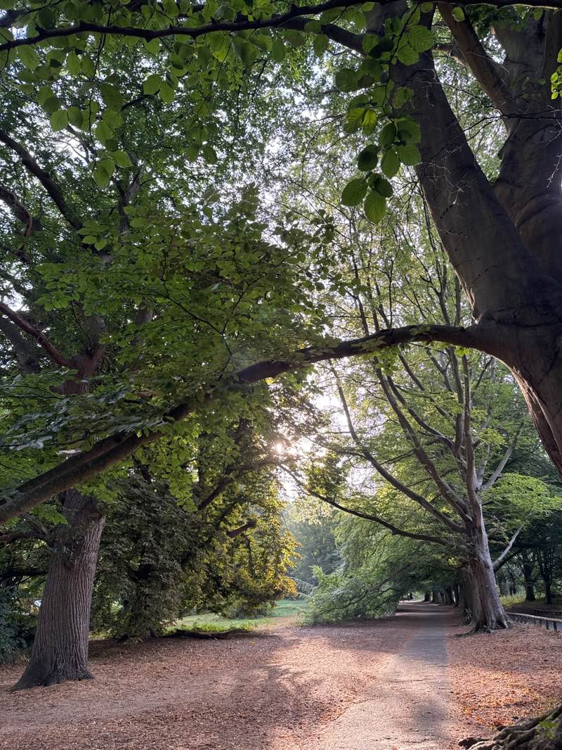 walking near me in Mote Park in summer