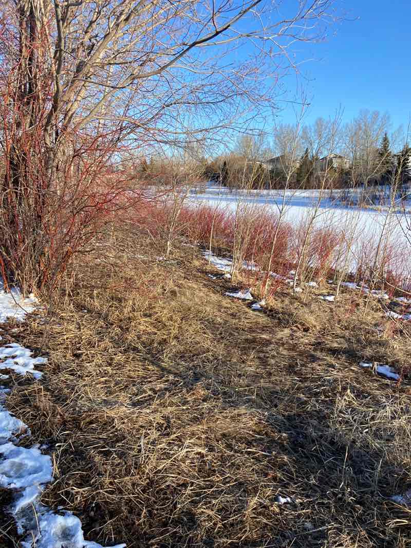 walking near me in Clarkdale Meadows pond in spring