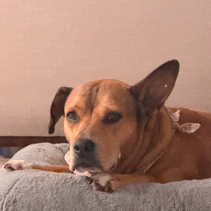 Julie profile