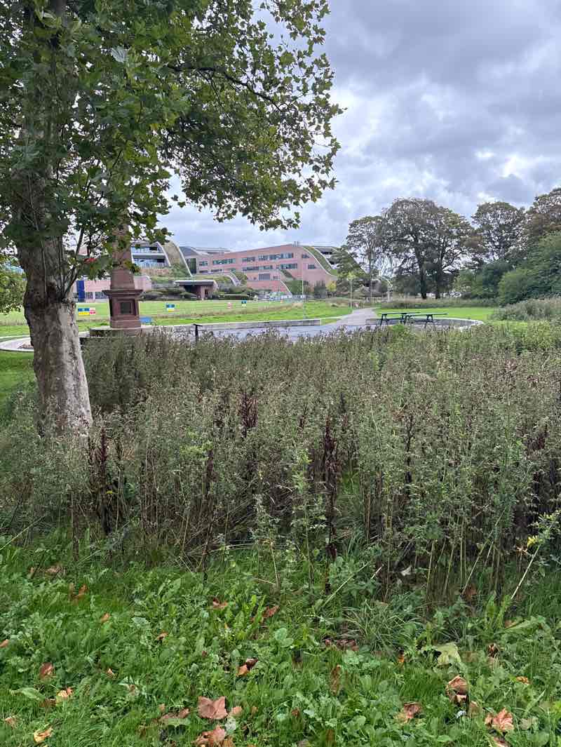 walking near me in Springfield Park in autumn