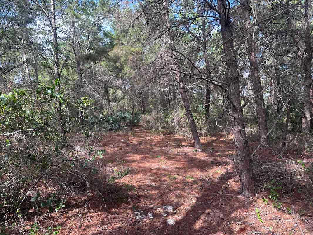 walking near me in Crystal Lake Sand Pine Scrub Natural Area in winter