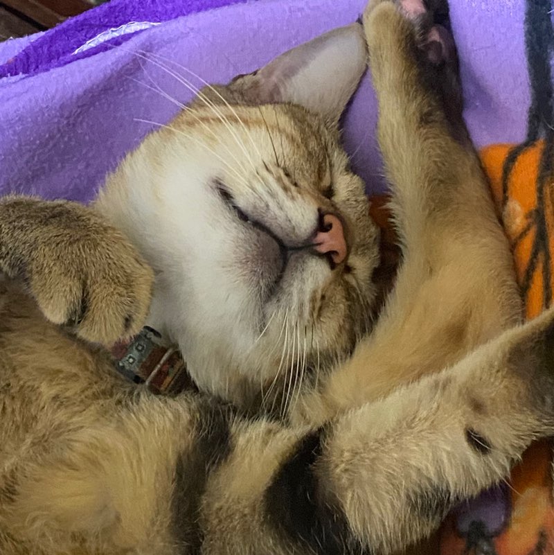 Sleepy_Kitty
