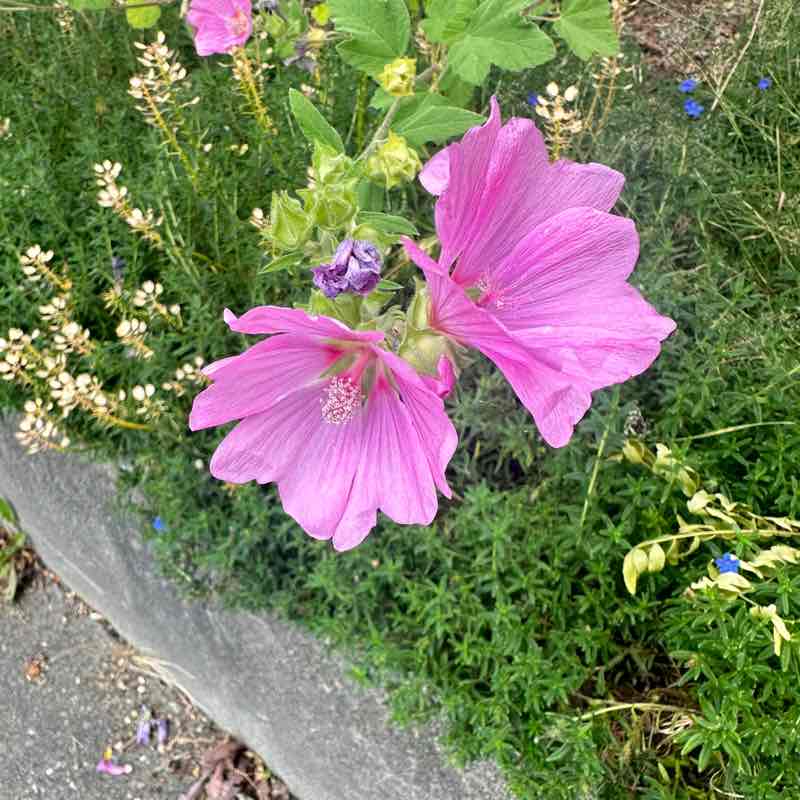 Rose post 1