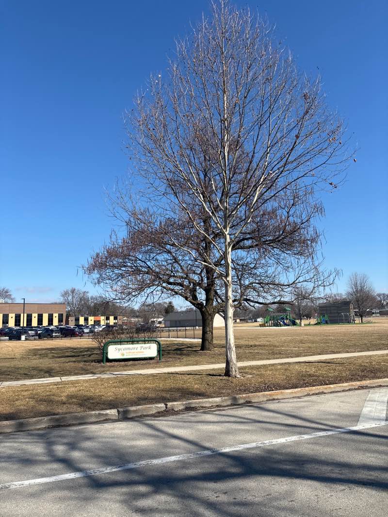 walking near me in Sycamore Park in winter