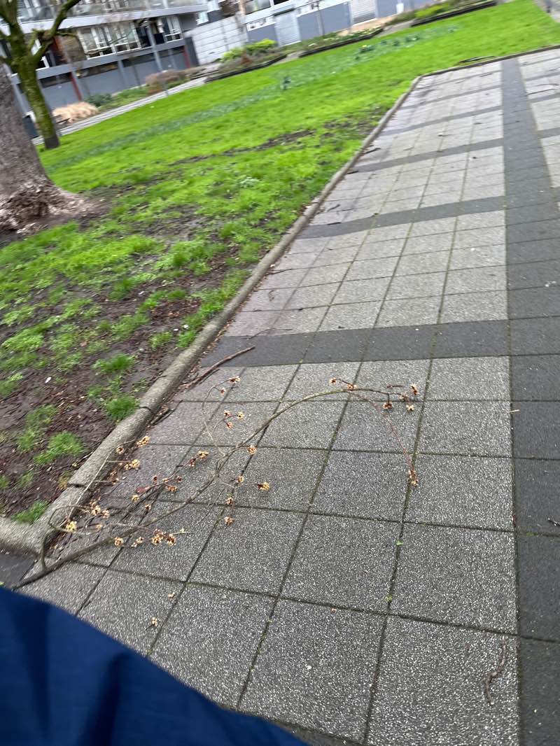 walking near me in Joost Banckertsplaats in spring