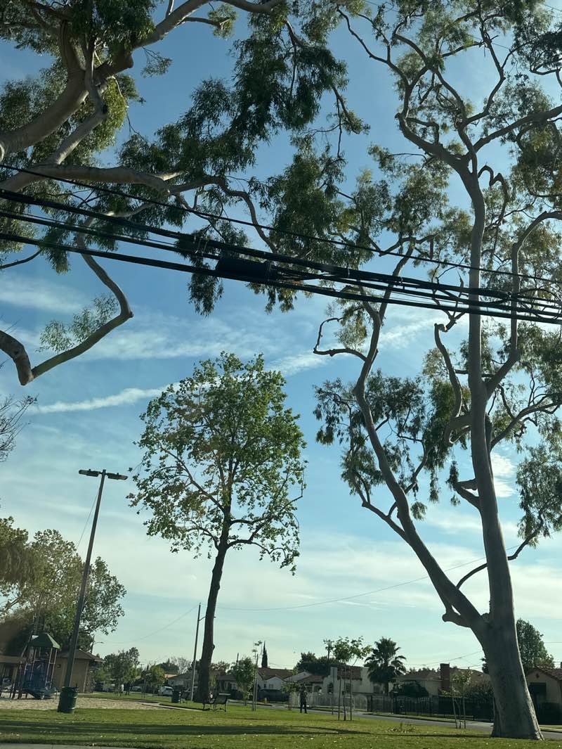 walking near me in Arceo Park in spring