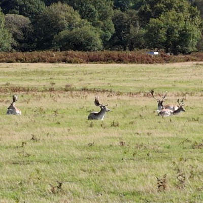 Leicester Shire & Rutland Pacers Claire Greatorex (Bear) post image