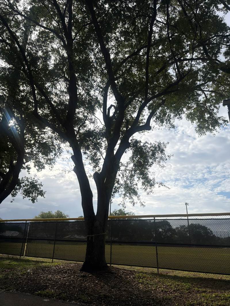 walking near me in Cypress Park East in spring
