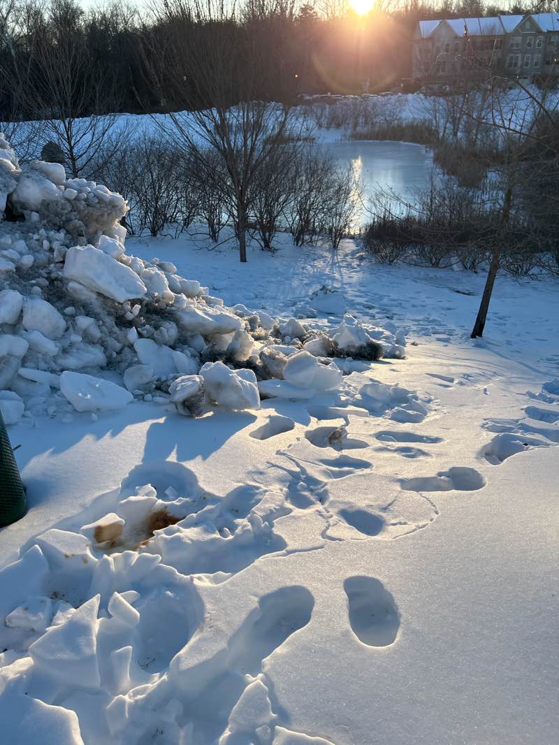 walking near me in The Elms at Signal Hill Station in winter