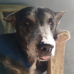 Aina Elandag profile