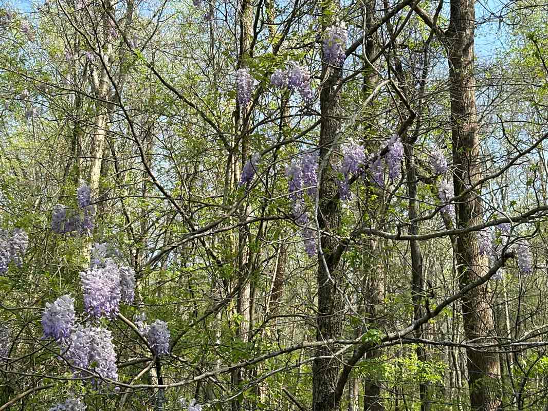 walking near me in Honeycutt Road Park in spring