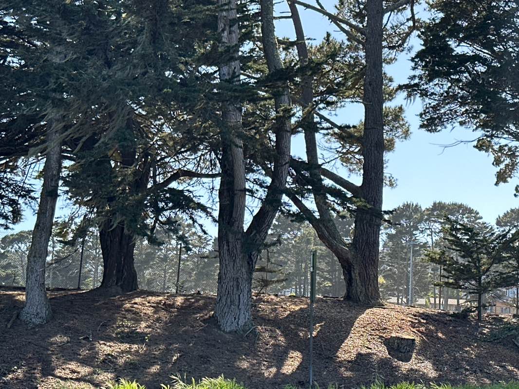 walking near me in Gellert Park in spring