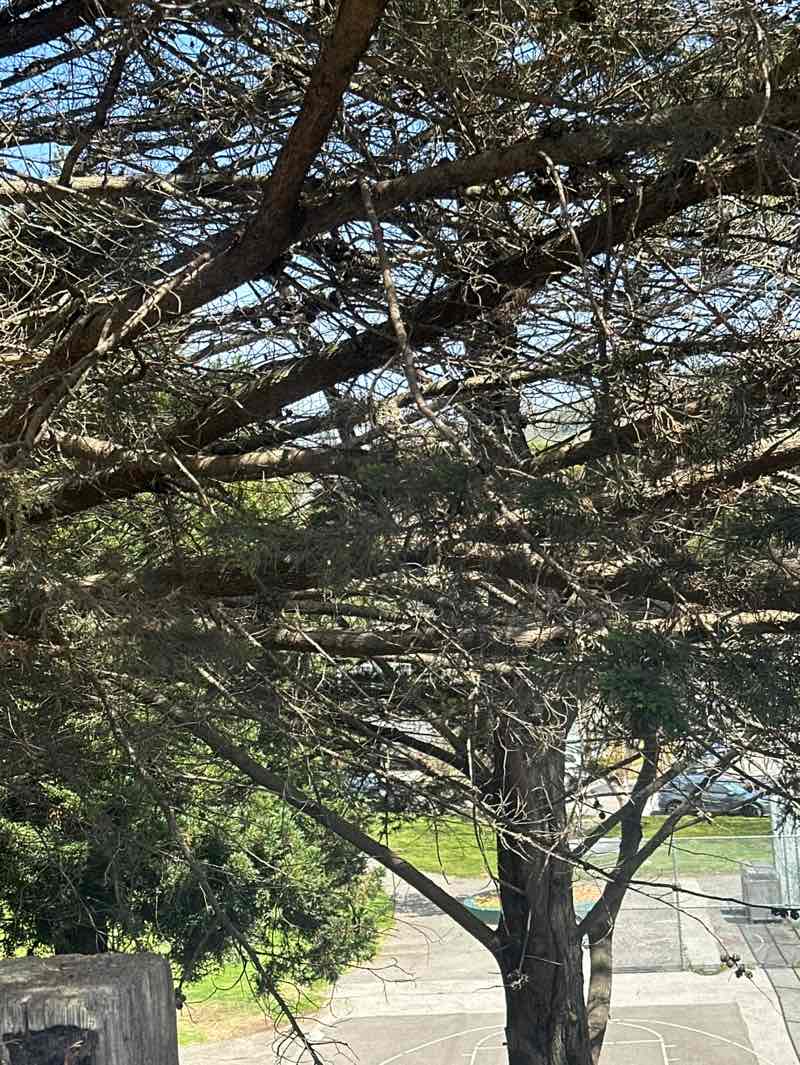 walking near me in Hillside Park in summer