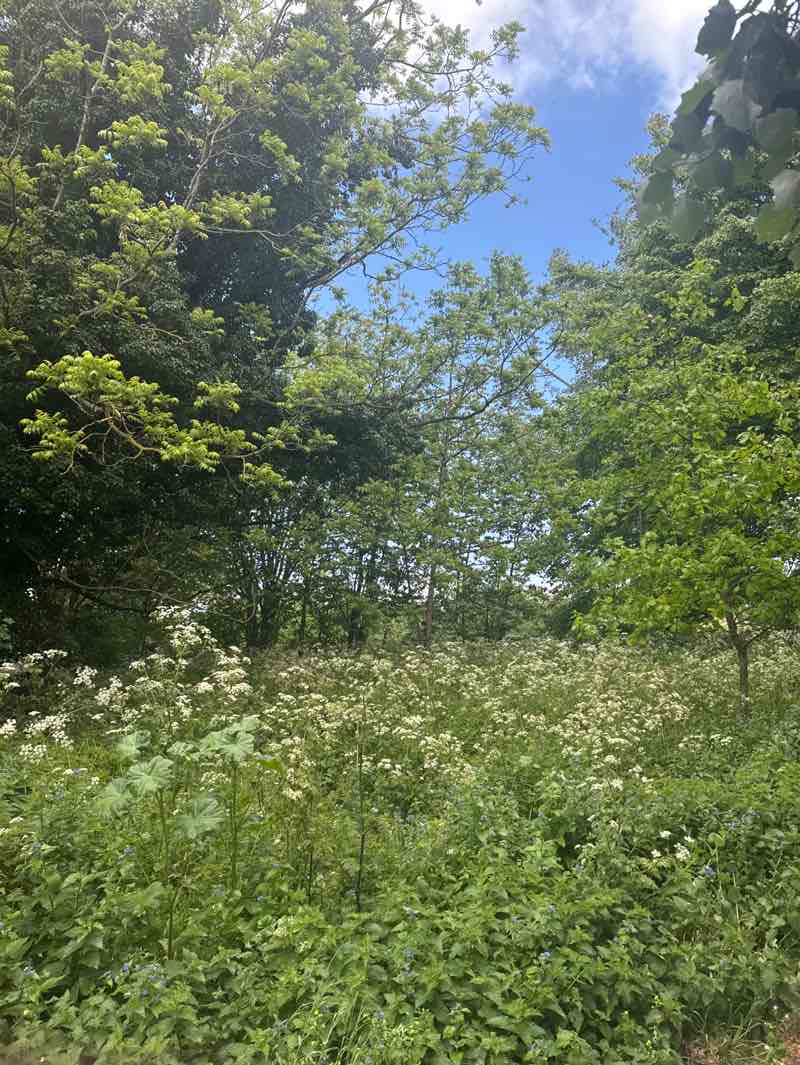 walking near me in Norman Park in spring