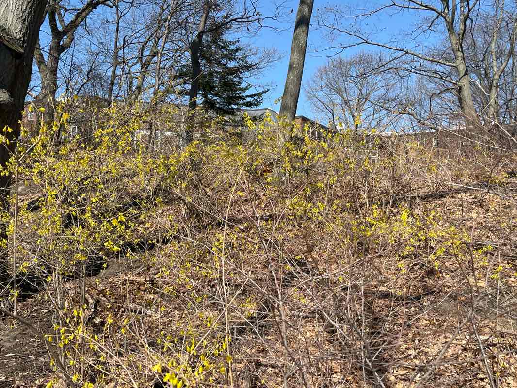 walking near me in Kingsley Park in spring