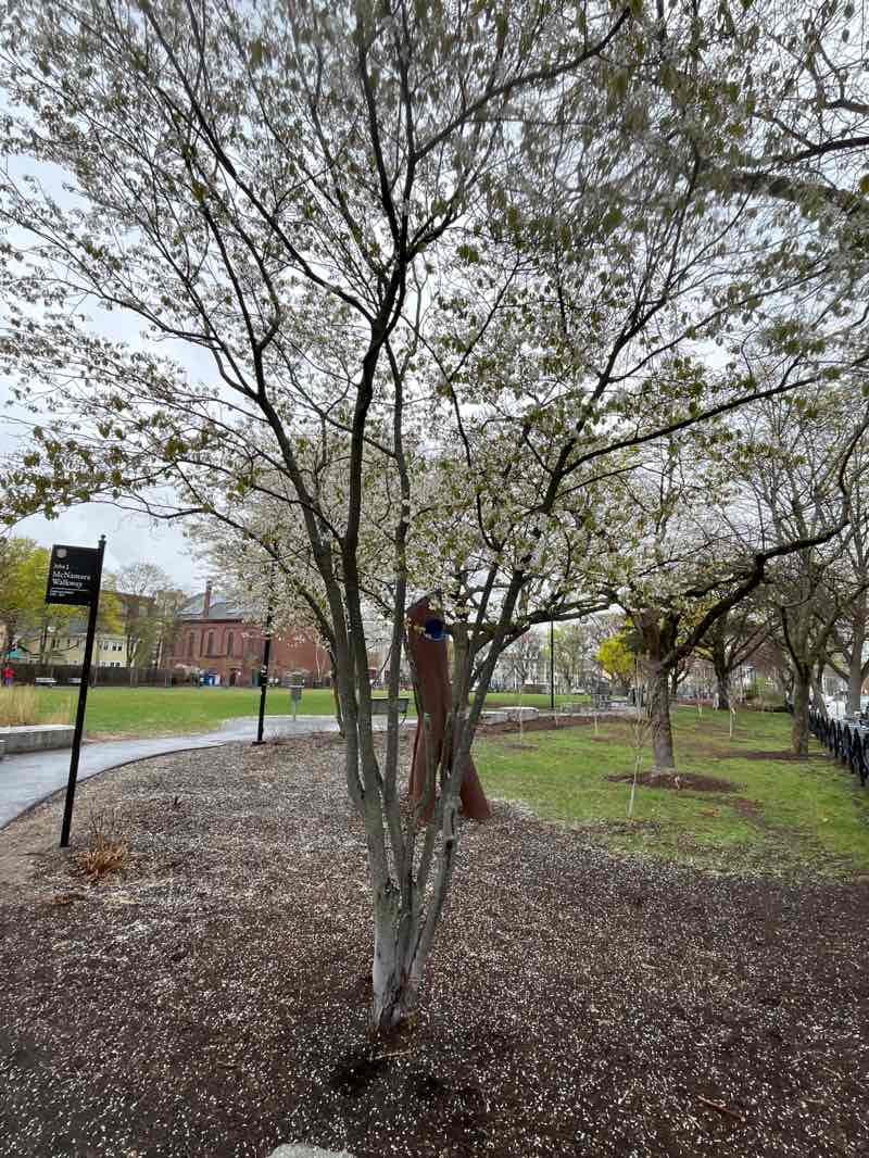 walking near me in Sennott Park in spring