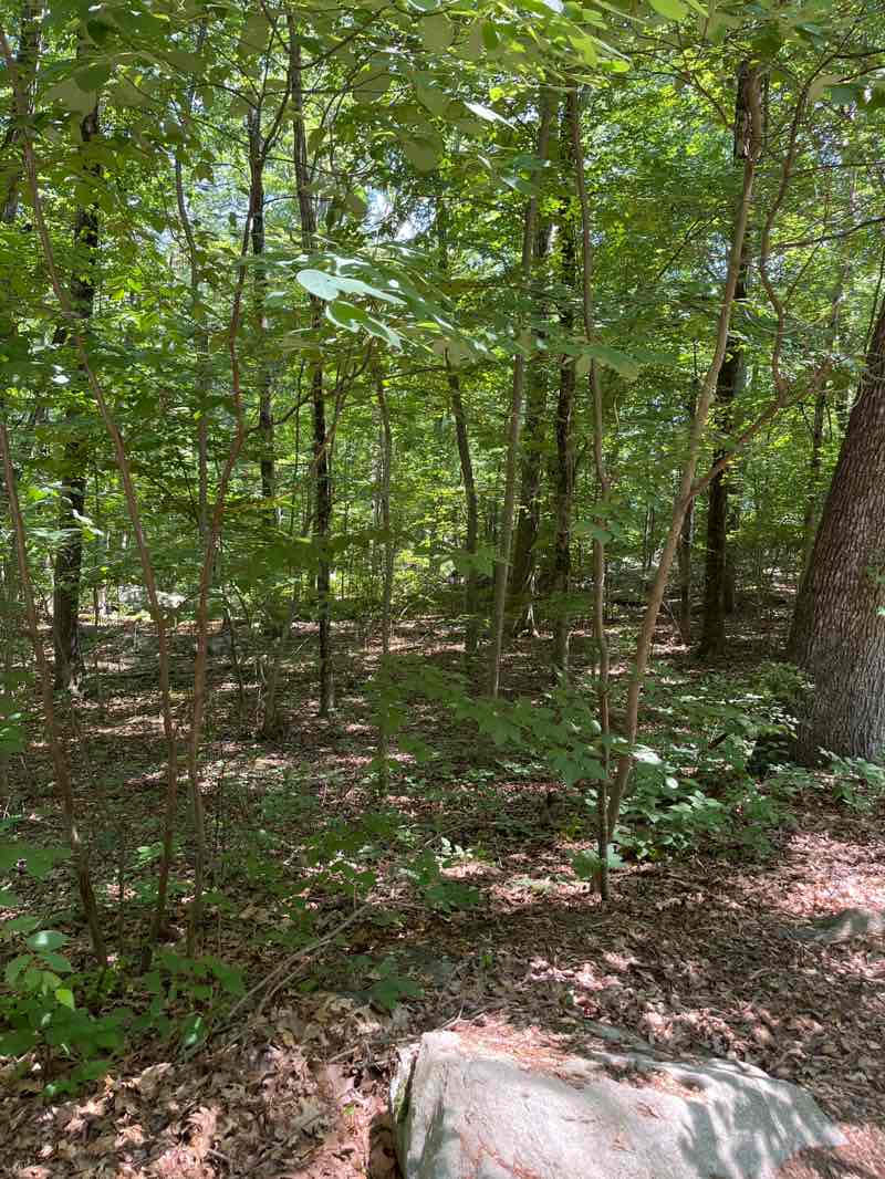 walking near me in Lincoln Woods State Park in summer