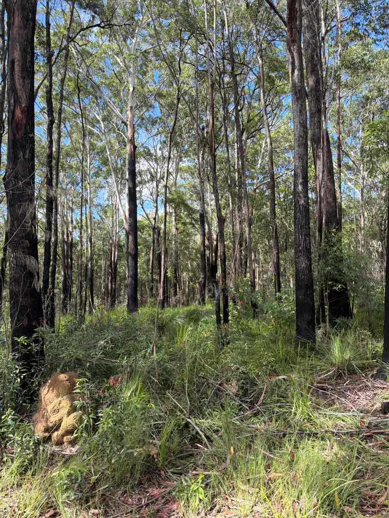 walking near me in Tewantin National Park in autumn