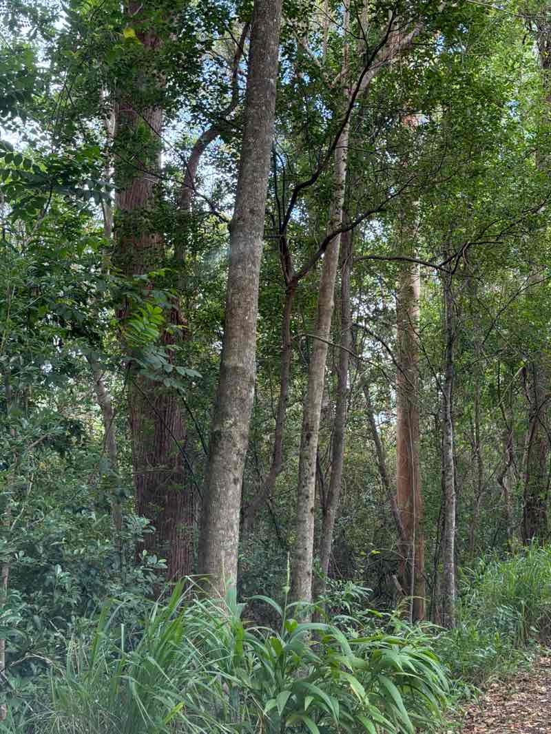 walking near me in Ferntree Creek National Park in autumn