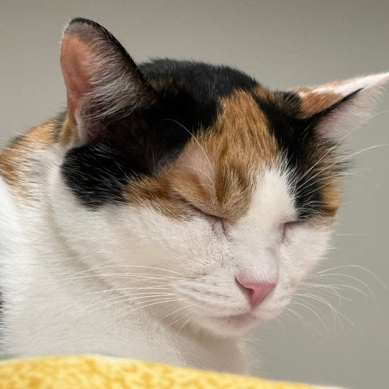 Angelina icon