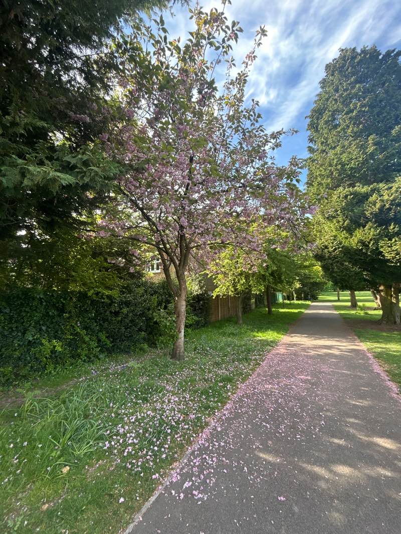 walking near me in Orchard Park in spring