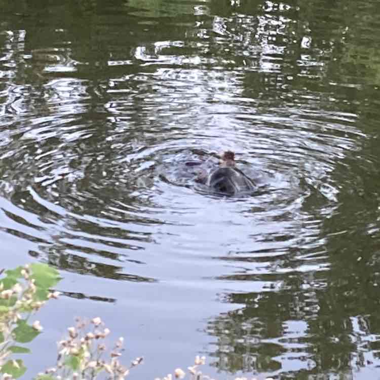 jedi turtle post 2