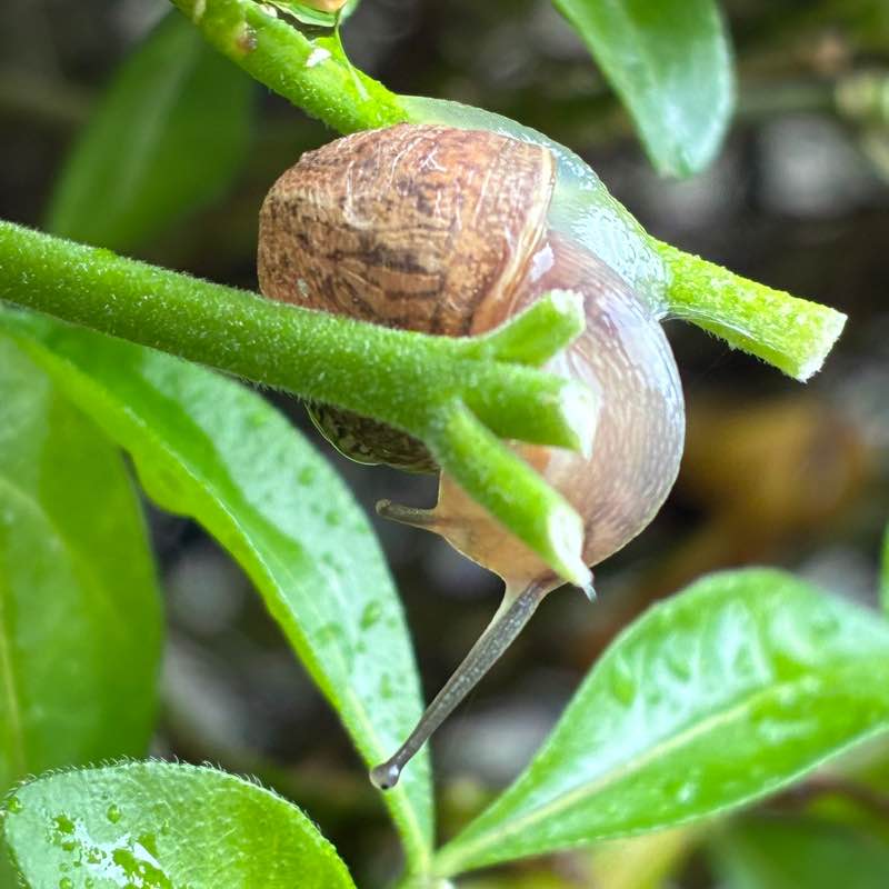 Allure d’Escargot 🐌 Maya & Caramelcho post image