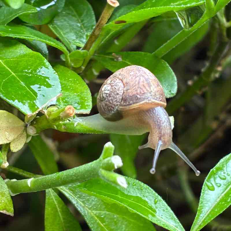 Allure d’Escargot 🐌 Maya & Caramelcho post image
