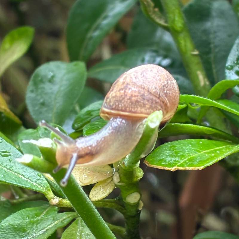 Allure d’Escargot 🐌 Maya & Caramelcho post image