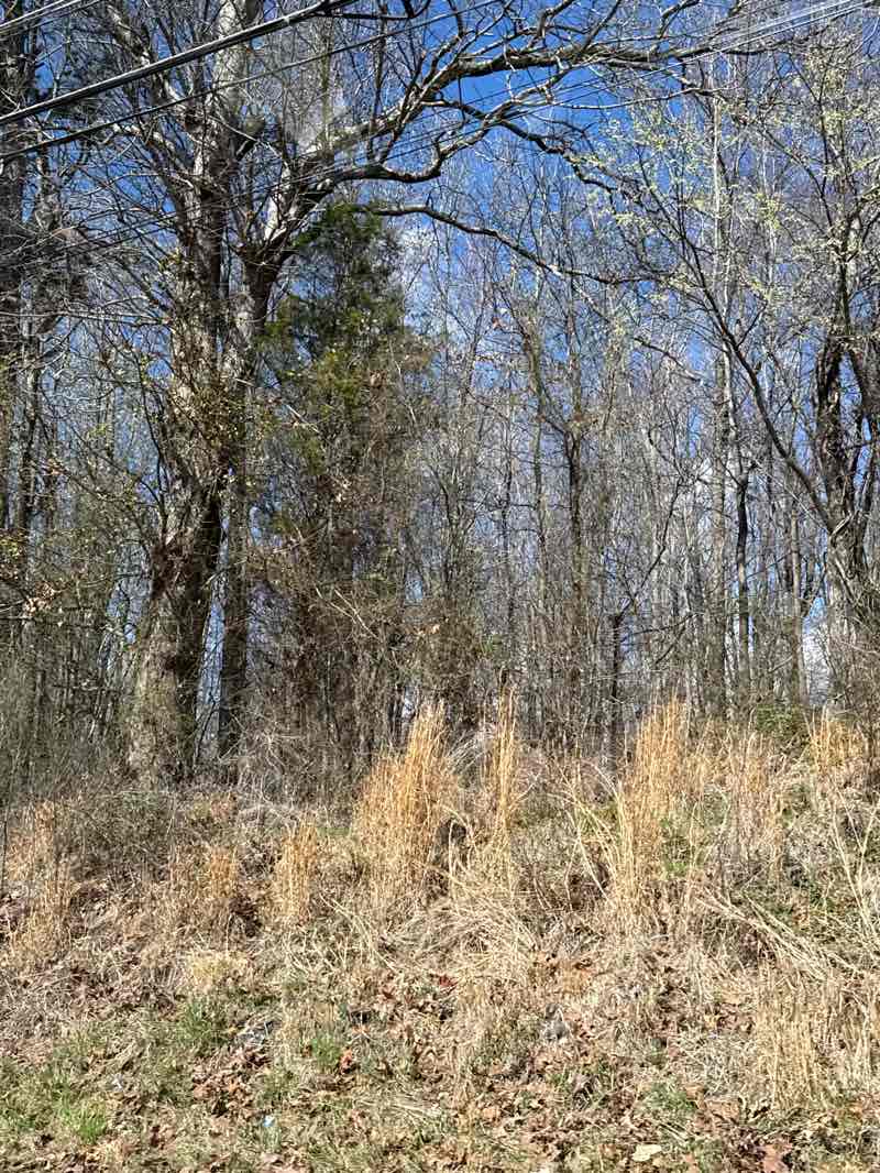 walking near me in Gibson Park in spring