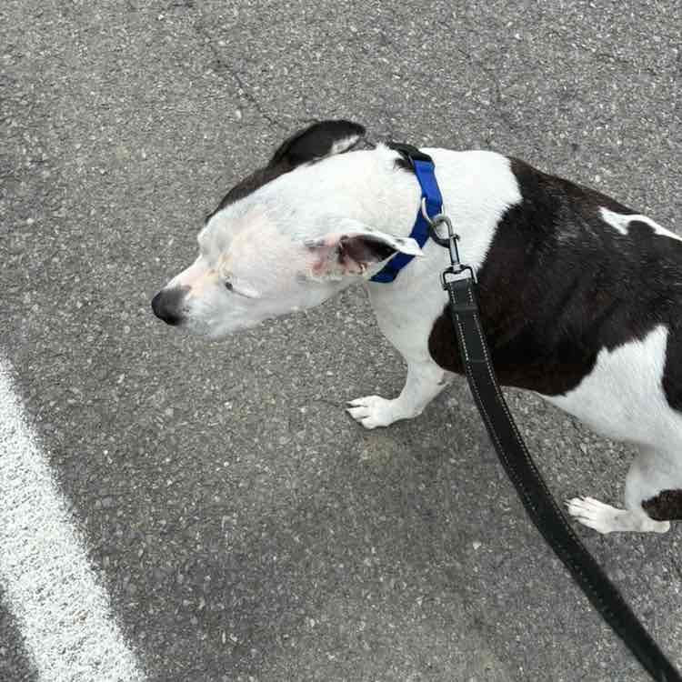 🇨🇦 Québec 🇨🇦 Marc post image