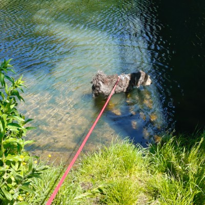 Dogwalker NL... Frank van Rossum post image