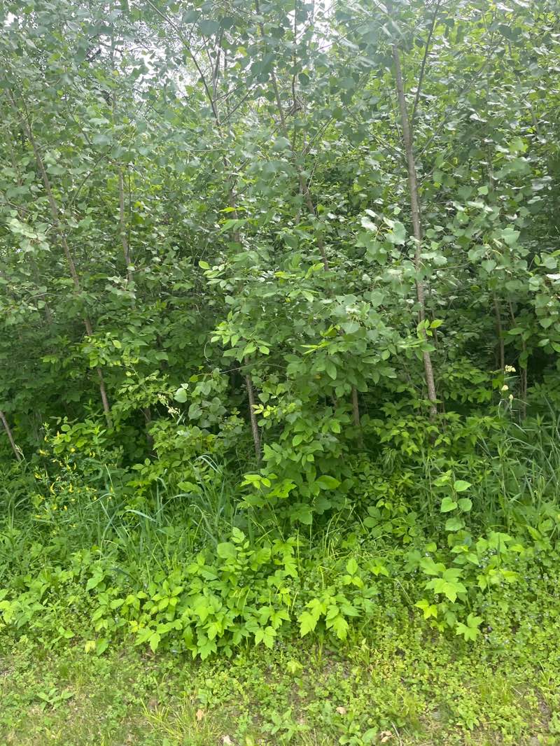 walking near me in Terra Park in summer