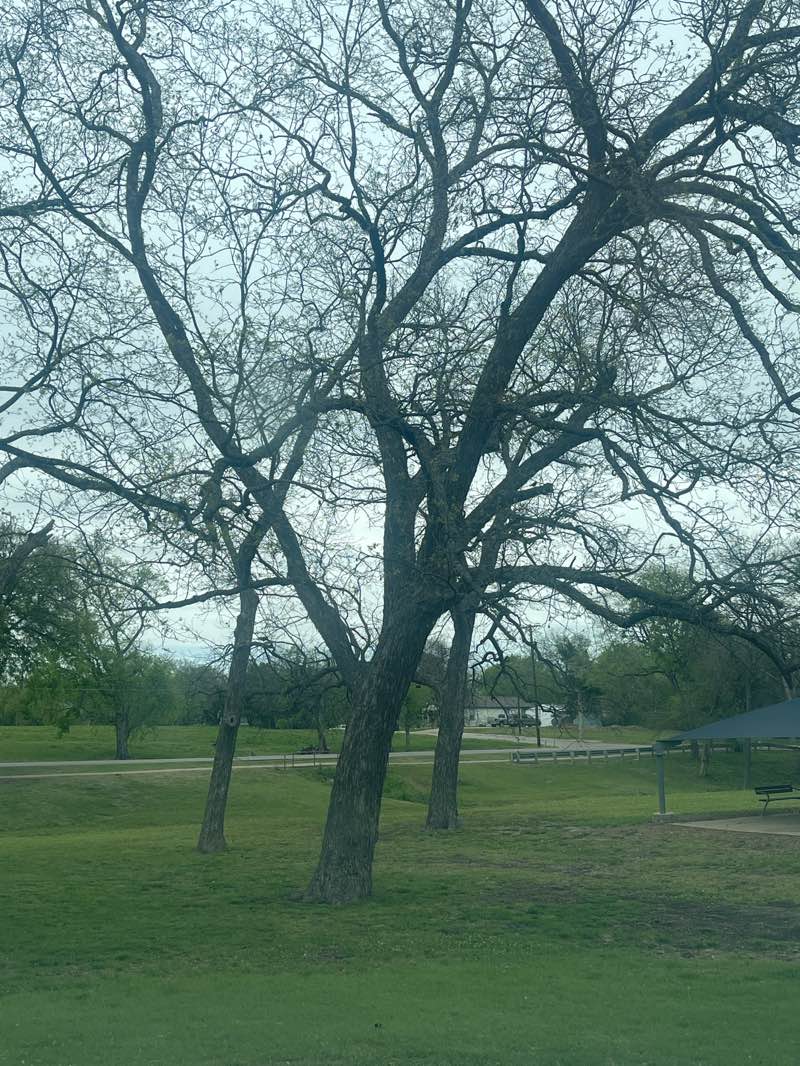 walking near me in Old Settler's Park in spring