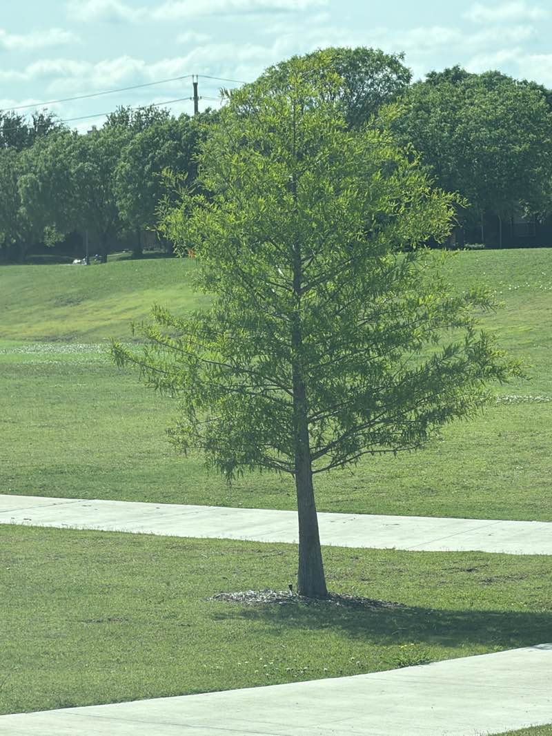walking near me in E.A. Randles Park in summer