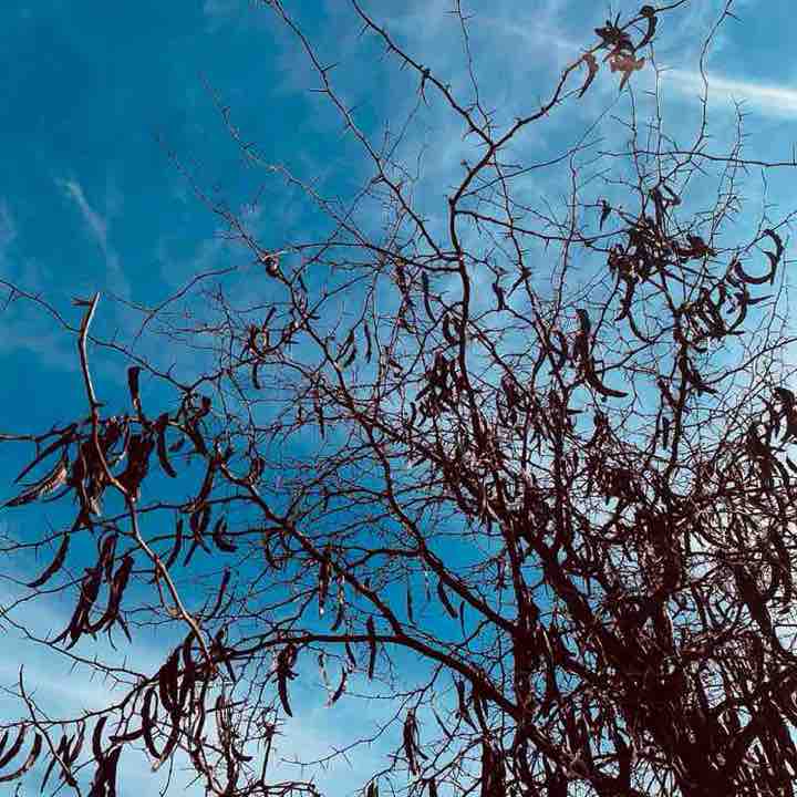 Get healthy with us. optimist kafa post image