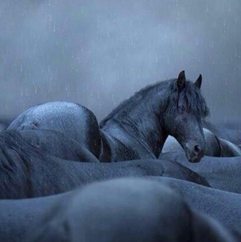 Mush 🐈 anya post image