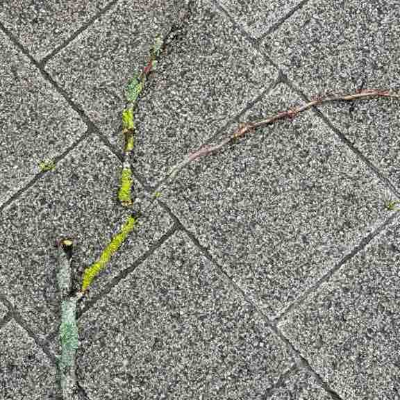 Mush 🐈 anya post image