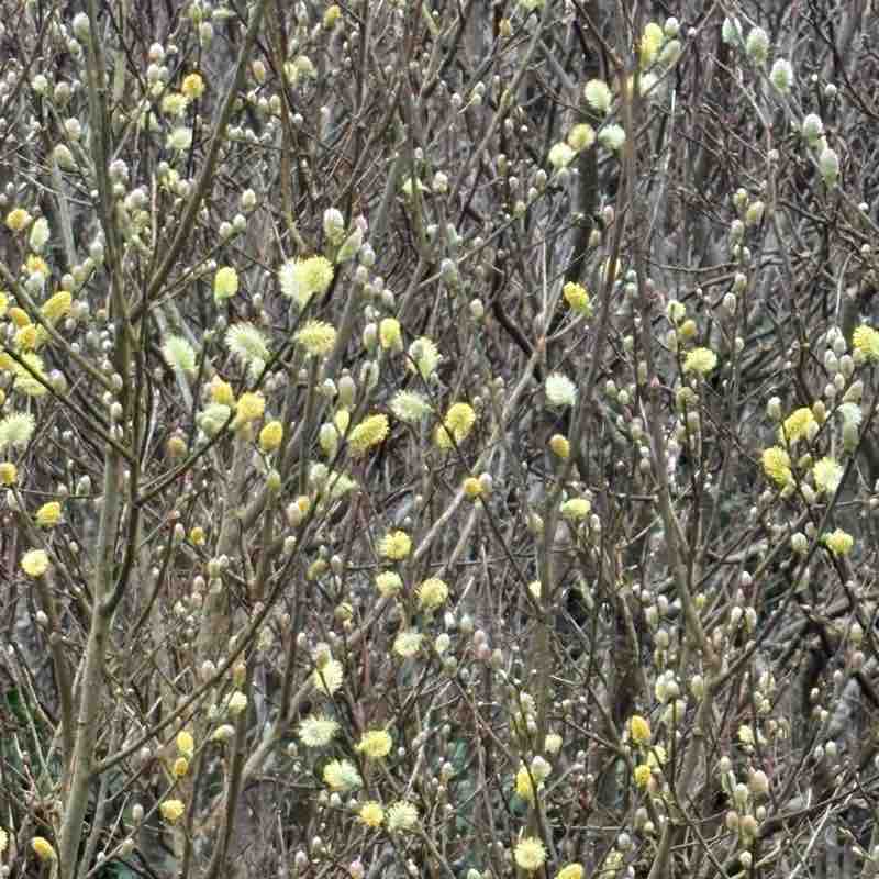 Mush 🐈 anya post image