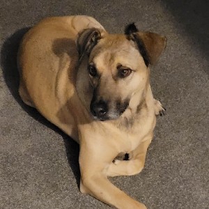 Brunoceros