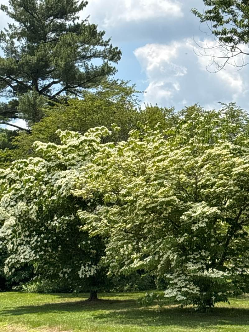 walking near me in Blackstone Boulevard Park in summer