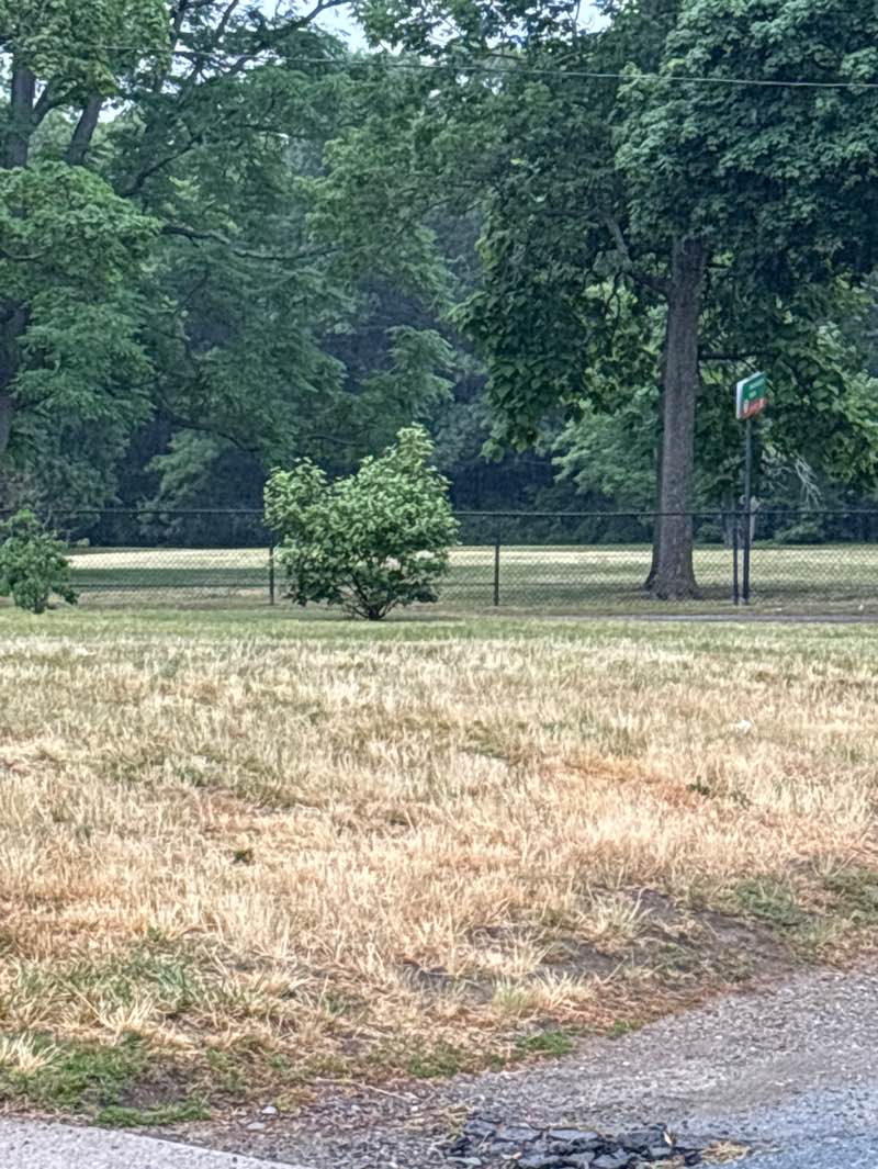walking near me in Wanskuck Park in summer