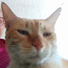 Nino Felino profile