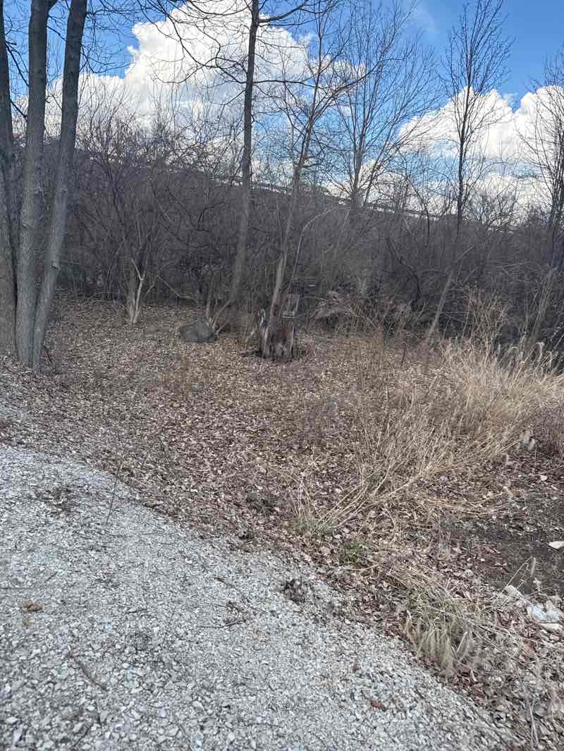 walking near me in 96th Street Monon Trailhead South in spring