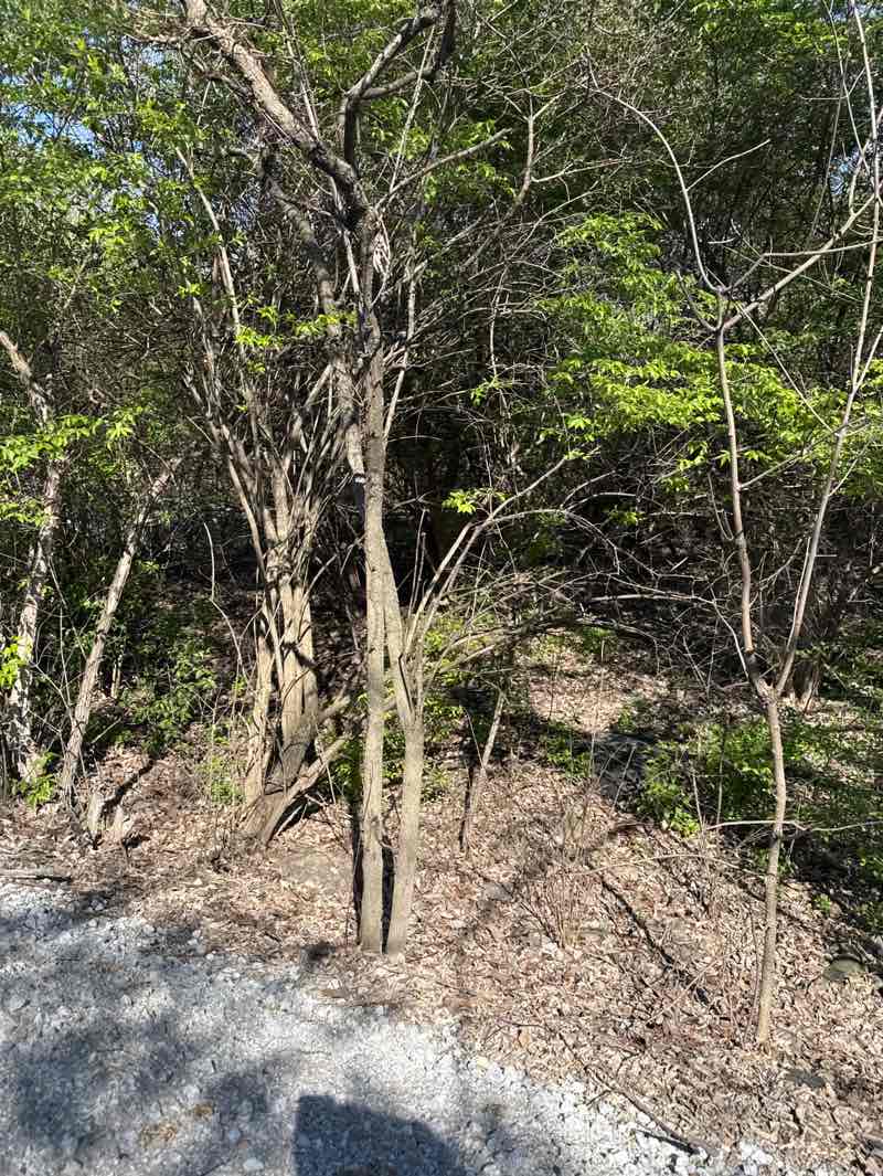 walking near me in 96th Street Monon Trailhead South in spring
