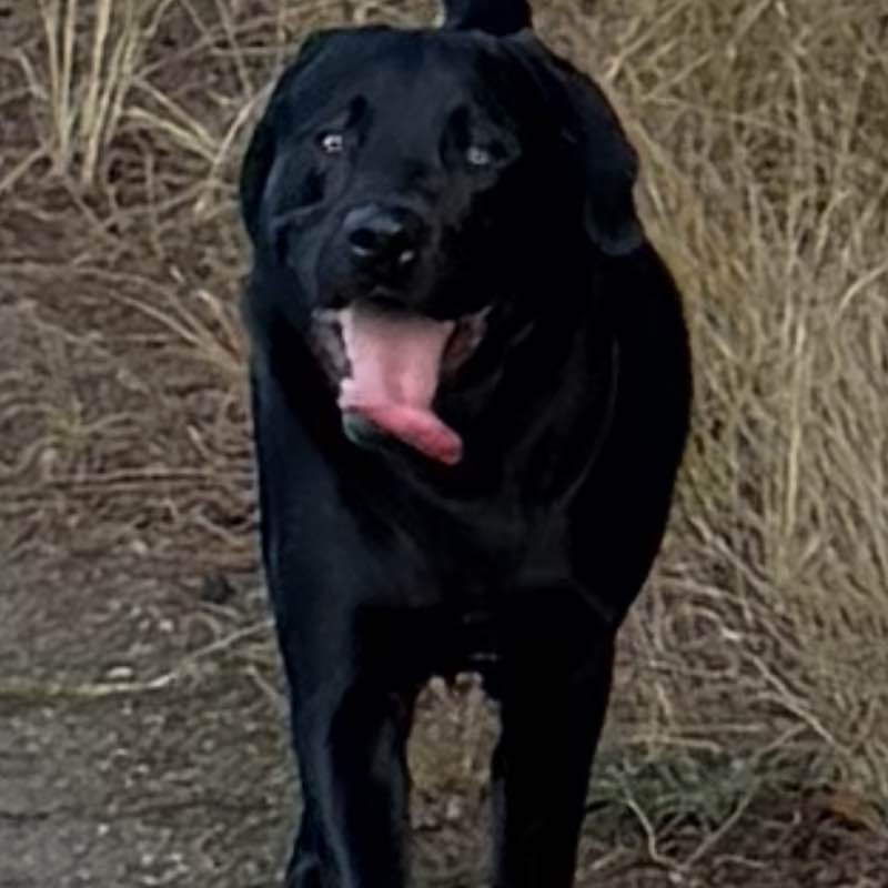 Die Selbstläufer ☄️🏃♀️💥 Boris post image