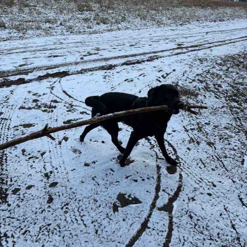 Laufliebe🩷🙏🏻🌸🌸🌸 Boris post image