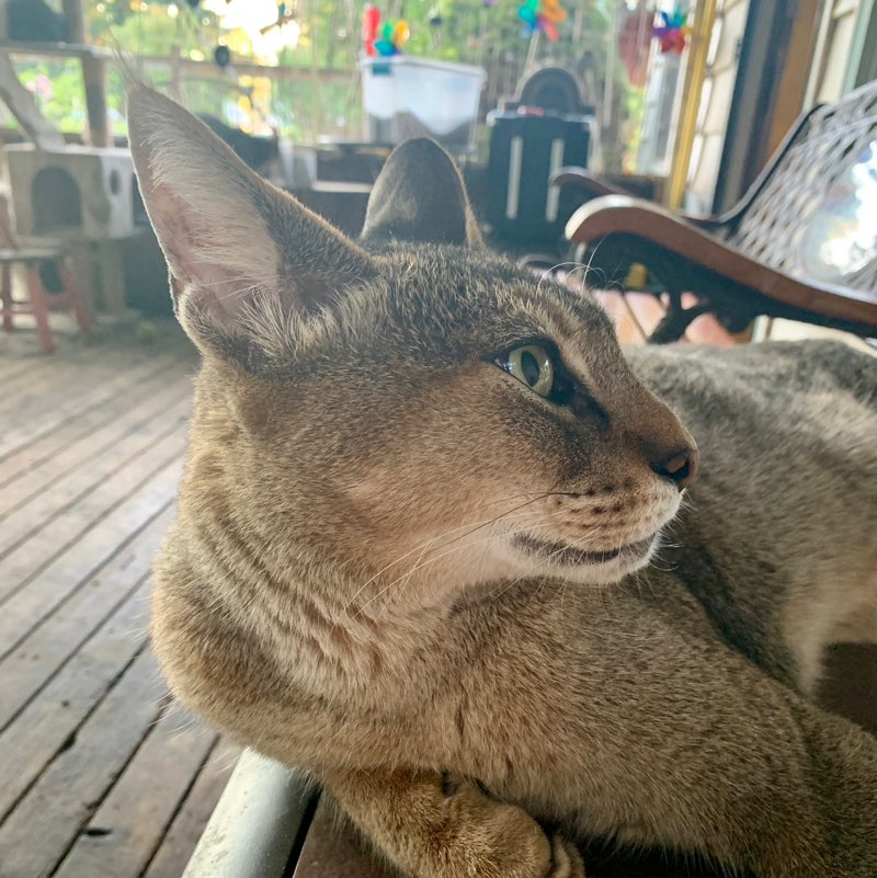 Karakal KariZma XotiKatz