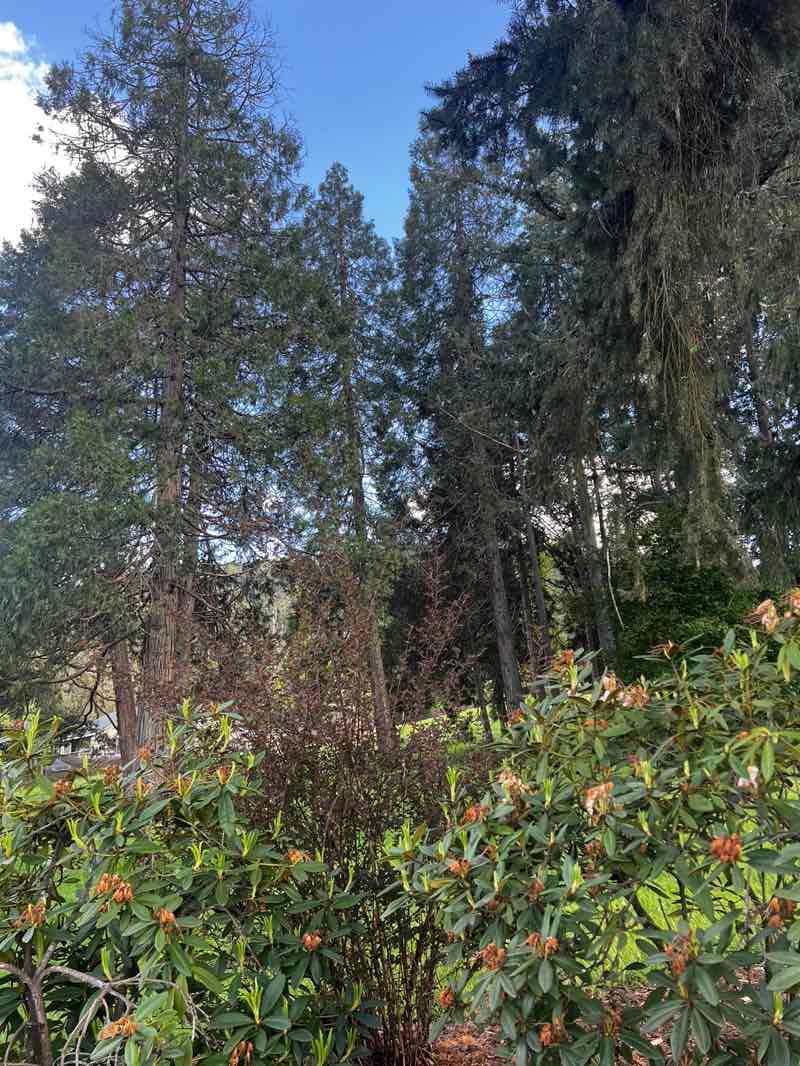 walking near me in Jessie Maine Memorial Park in spring